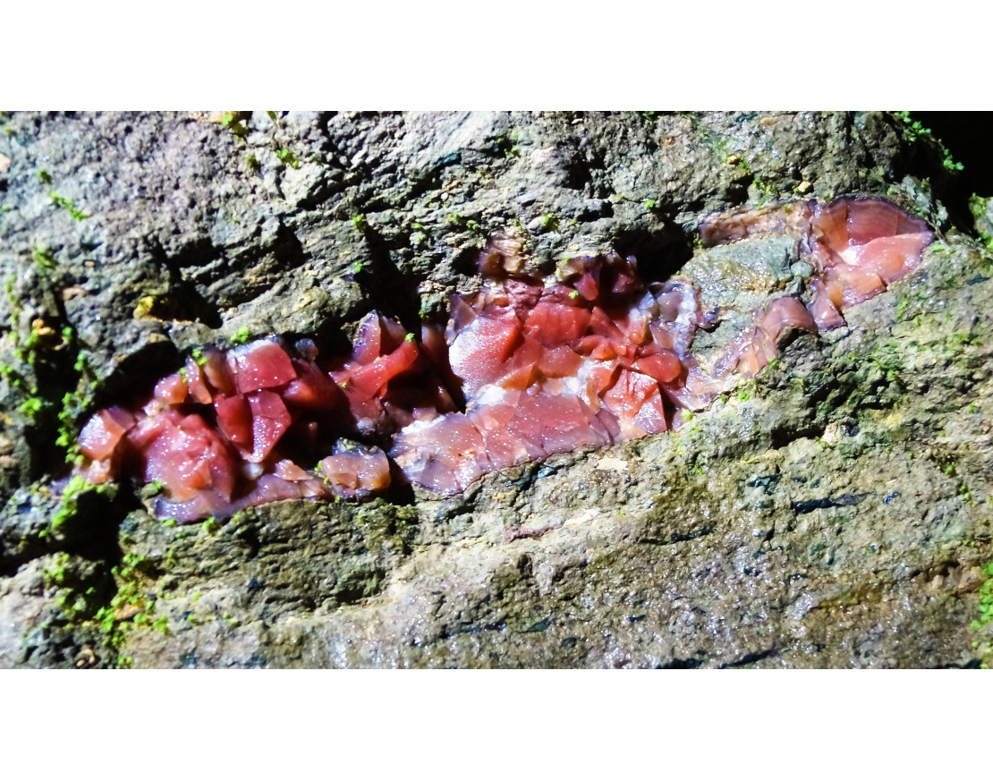 Carneol - der Lebensstein